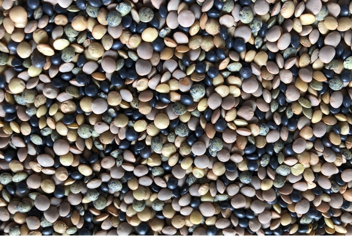 Lentils mix organic seeds